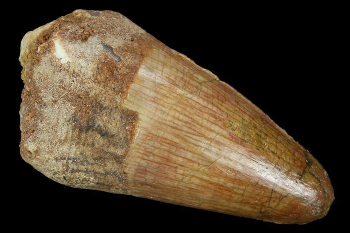 Cretaceous Fossil Crocodile Tooth - Morocco #122453